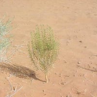 بذور عشبة العاذر - شيح الحصى ( Artemisia monosperm...