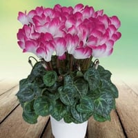 بذور زهرة بخور مريم - قرن الغزال ( cyclamen )