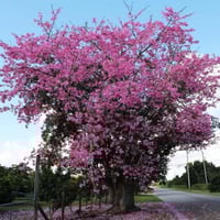 ‫بذور شجرة الكوريزيا‬ ( Chorisia speciosa )