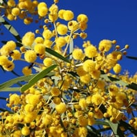 ‫بذور شجرة السنط - الطلح القنديلي‬ ( Acacia pruino...