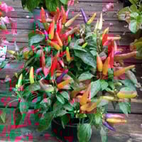 بذور الفلفل الشجيري الأحمر ( capsicum frutescens )