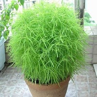 ‫بذور مكنسة الجنة - كوشيا ( Kochia Scoparia )