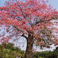 بذور شجرة البومباكس ( Bombax ceiba )