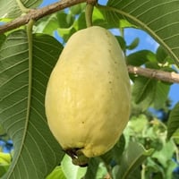بذور الجوافة الصفراء ( Psidium guajava )