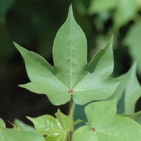 بذور شجيرة القطن المكسيكي ( Gossypium hirsutum )