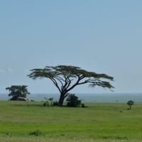بذور سنط - طلح السيال ( Acacia johnwoodii )