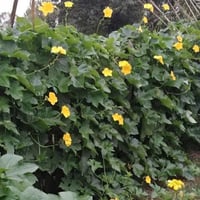 بذور متسلقة الليف - اللوف ( Luffa )