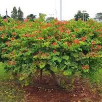 بذور شجيرة البوهينيا الحمراء ( Bauhinia galpinii )