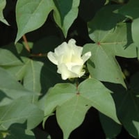 بذور شجيرة القطن المكسيكي ( Gossypium hirsutum )