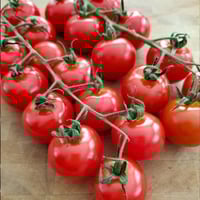 بذور طماطم كرزي - شيري أحمر ( Solanum lycopersicum...