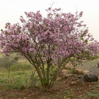 بذور شجرة البوهينيا - خف ‫الجمل ( Bauhinia variega...