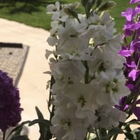 بذور زهرة المنثور - العطر الليلي ( Matthiola longi...