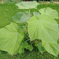 بذور شجرة باولونيا الصينية ( Paulownia elongata )