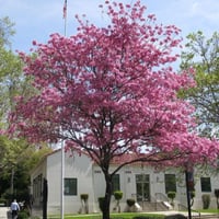 بذور شجرة التابوبيا الوردية ( Tabebuia rosea )