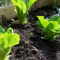 بذور نبات الخس ( Lactuca sativa )