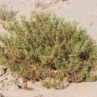 بذور شجيرة الهرم ( Zygophllum coccineum )