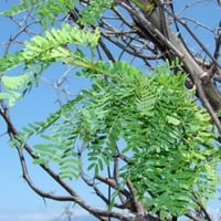 بذور شجرة السمر ( Acacia tortilis )