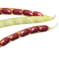 بذور الفاصوليا الحمراء ( Phaseolus vulgaris )