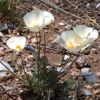 بذور زهور ديدحان كاليفورنيا الابيض ( Eschscholzia...