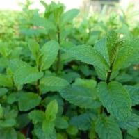 بذور النعناع الاسباني ( Mentha )