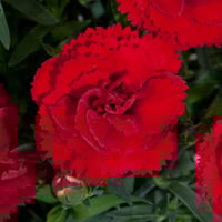 ‫بذور زهرة القرنفل الأحمر‬ ( Dianthus caryophyllus...