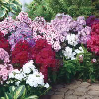 بذور زهرة القبس - الفلوكس ( Phlox )