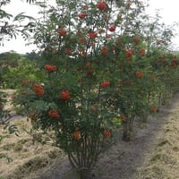 بذور شجرة السمن ( Sorbus aucuparia )