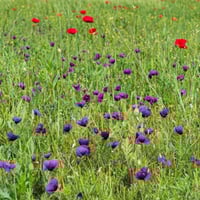 بذور البختري ( Roemeria )