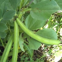 بذور نبات الفول ( Vicia faba )