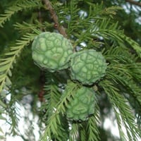 بذور شجرة تاكسوديم ( Taxodium Distichum )