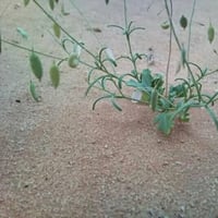 بذور عشبة القليقلان ( Anisosciadium )