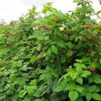 بذور شجيرة توت العليق الأحمر ( Rubus idaeus )