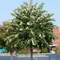 بذور شجرة الزيزفون الفضي ( Tilia tomentosa )