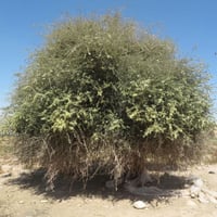 بذور شجرة السرح ( Maerua Crassifolia )