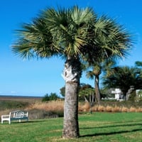 بذور نخيل ذيل الطاووس - سبال نخيلي‬ ‫( Sabal palme...