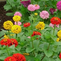 بذور زهرة الزينيا القزمية ( Zinnia elegans Dwarf )