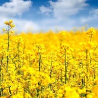 بذور نبات السلجم الزيتي ( brassica napus )