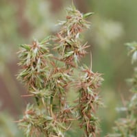 بذور عشبة الاذخر المكي ( Cymbopogon Schoenanthus )