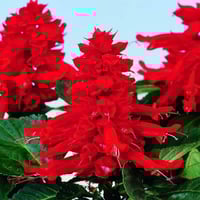 بذور زهرة سلفيا الحمراء ( Salvia splendens )