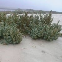 بذور القطف - الرغل الأبيض ( Atriplex Leucoclada Bo...