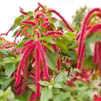 بذور الزهرة المخملية ( Amaranthus caudatus )