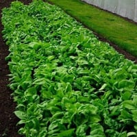 بذور نبتة السبانخ ( Spinacia oleracea )