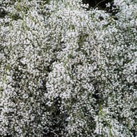 بذور شجيرة الرتم ( Retama raetam )