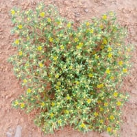 بذور عشبة القرمل ( Zygophyllum simplex )