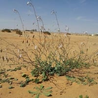 بذور عشبة القليقلان ( Anisosciadium )