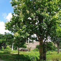 بذور شجرة التيك - خشب الساج ( Tectona grandis )