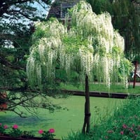 بذور شجرة ويستيريا البيضاء ( "wisteria sinensis "a...