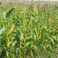 بذور ذرة شامية صفراء هجين ( Zea mays subsp )