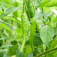 بذور الفلفل الهندي الحار الأخضر ( Capsicum annuum...