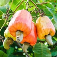 بذور شجرة الكاجو ( Anacardium occidentale )